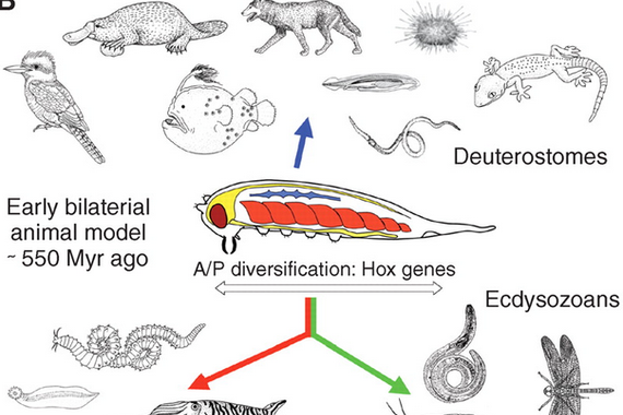 Hautespen naturaletik aparte, eboluzioan badira beste faktore batzuk