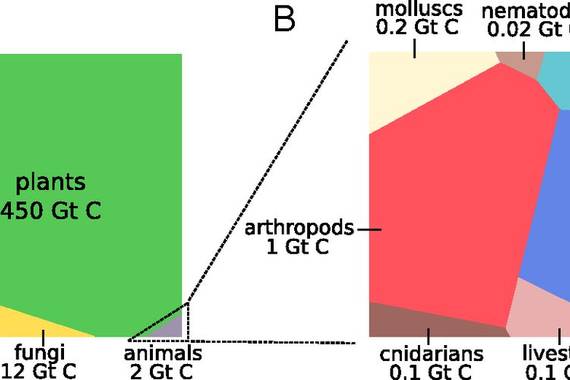 Lurreko biomasaren banaketa: gizakion masa ez da hainbesterako