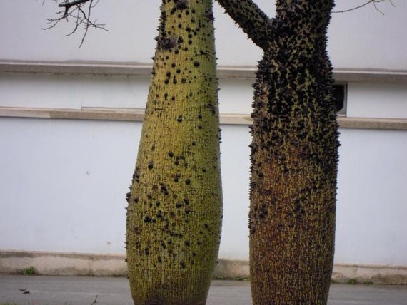 Ile sozialak, ile politikoak (II): antropologo estralurtar baten begirada