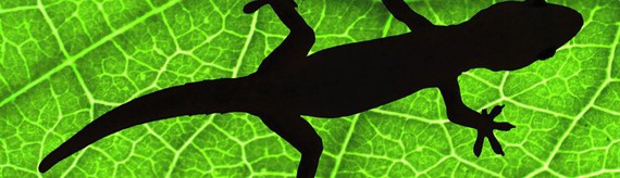 Obabako Testiguak, beste irratsaio interesgarri bat