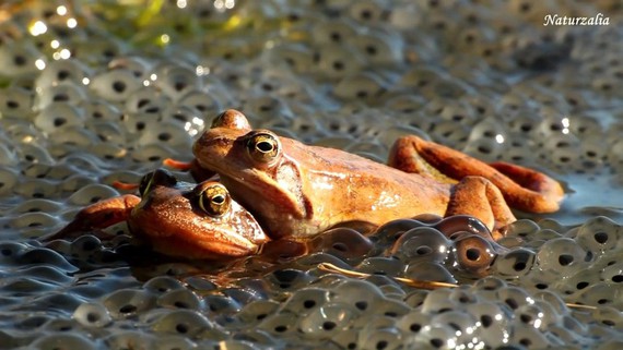 Baso-igel gorriaren (Rana temporaria) ugalketa Izarraitzen, bideo honetan