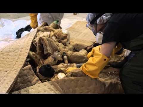 Nola gorde balea urdin baten 200 kg-ko bihotza zure museoan? [BIDEOA]