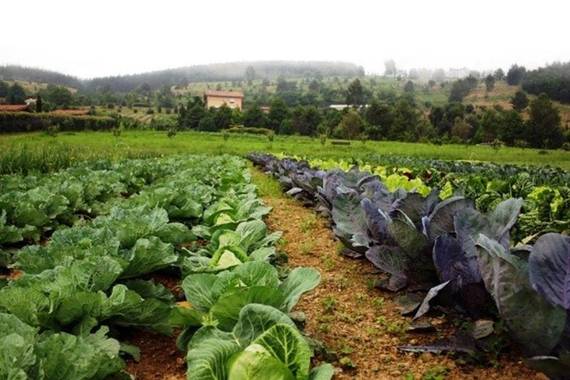 Sareko.eus, ekoizleak eta sukaldariak elkartzeko