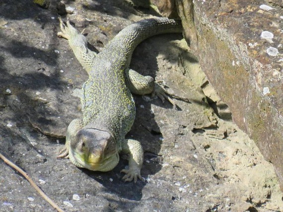 Patxi Huarte "Zaldieroak" blog berria ireki du