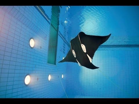 Manta-arraia bionikoa, itsas hondoa aztertzeko