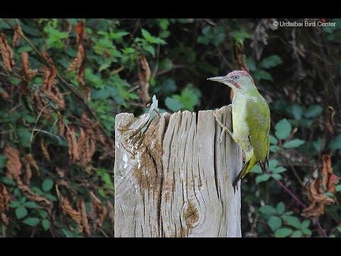 2017ak utzitakoaren laburpena Urdaibaiko Bird Centerren