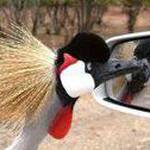 Erabiltzailearen aurpegia