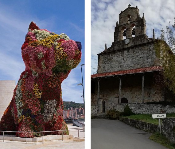 tagzania puppy ahedo