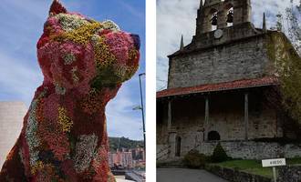 tagzania puppy ahedo