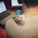 Erabiltzailearen aurpegia