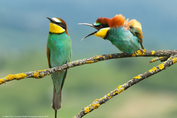 Natura komedikoa, argazki onenak