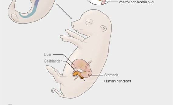Gizaki/txerri enbrioi kimerak sortu dituzte