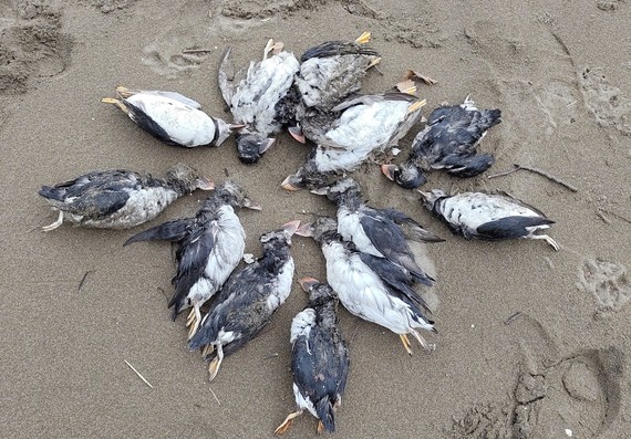 lanperna musuak torre