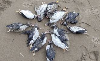 lanperna musuak torre